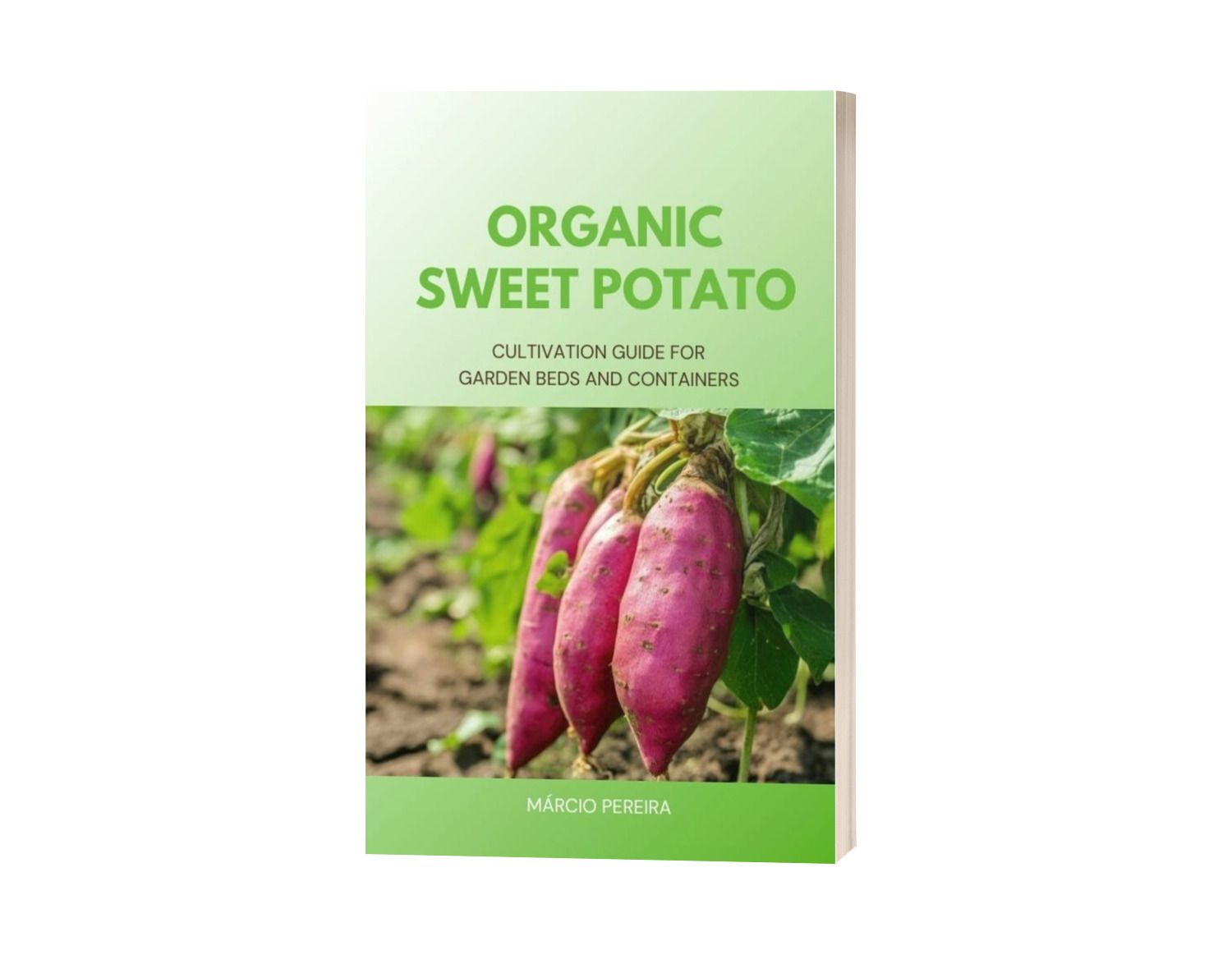 Organic Sweet Potato