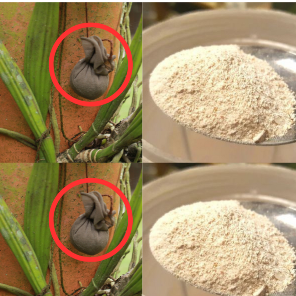 Receita do Adubo Orgânico Kayasima