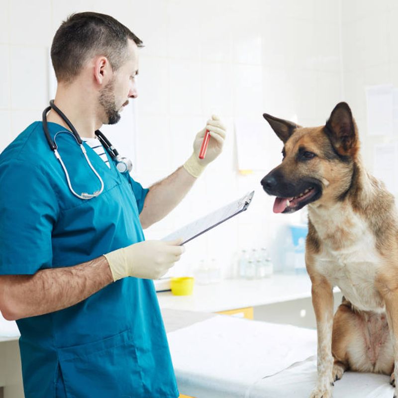 AUXILIAR VETERINÁRIO