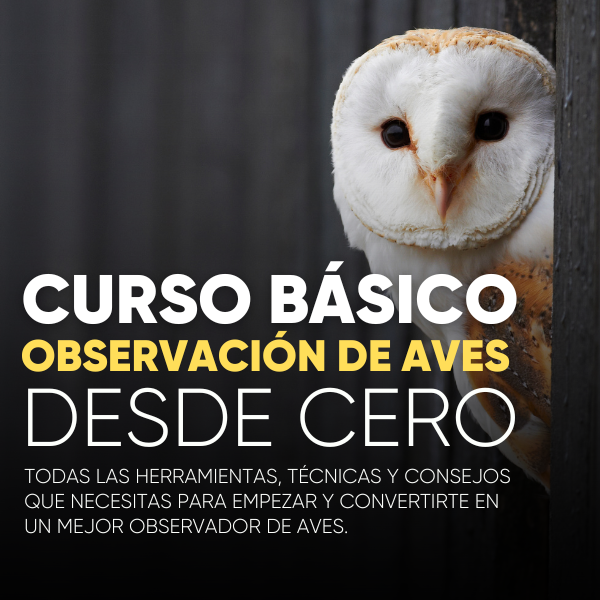 CURSO BÁSICO: APRENDE A OBSERVAR AVES DESDE CERO