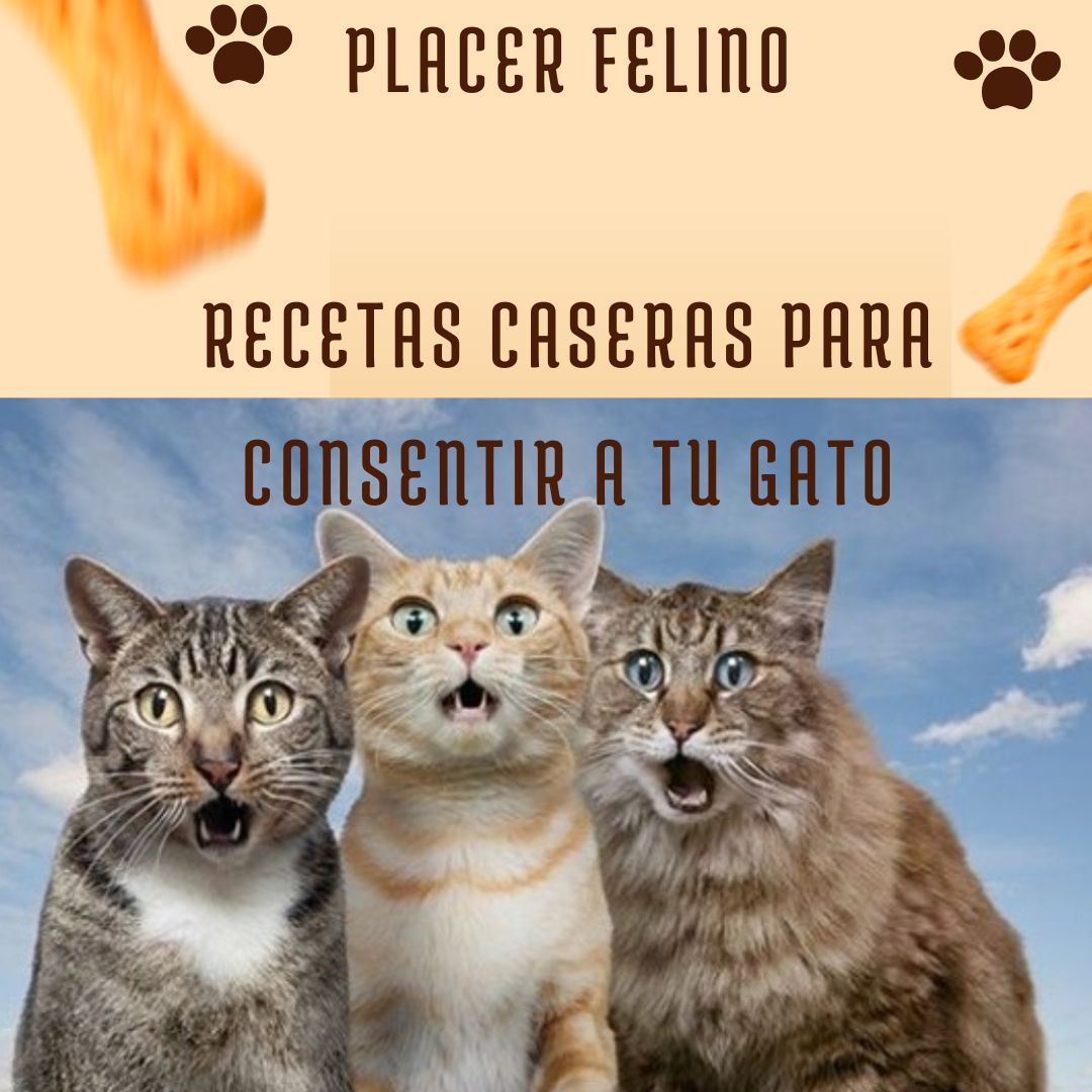 Placer Felino: Recetas Caseras para Consentir a tu Gato 2025