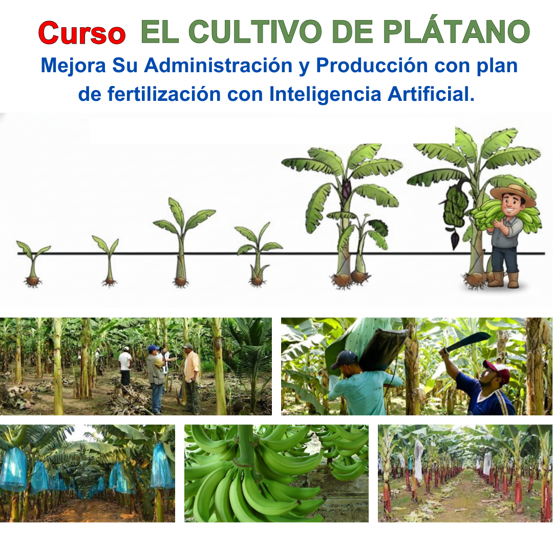 El cultivo de platano
