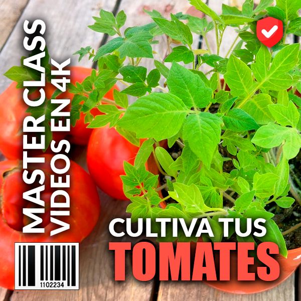 Cultivar tomates es fácil