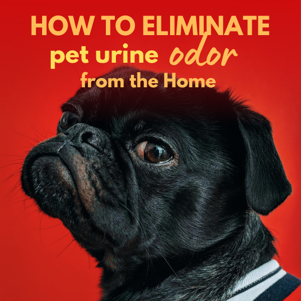 How to Eliminate Pet Urine Odors From the House
