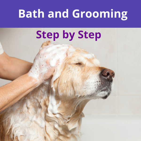 Introduction to Bathing and Grooming