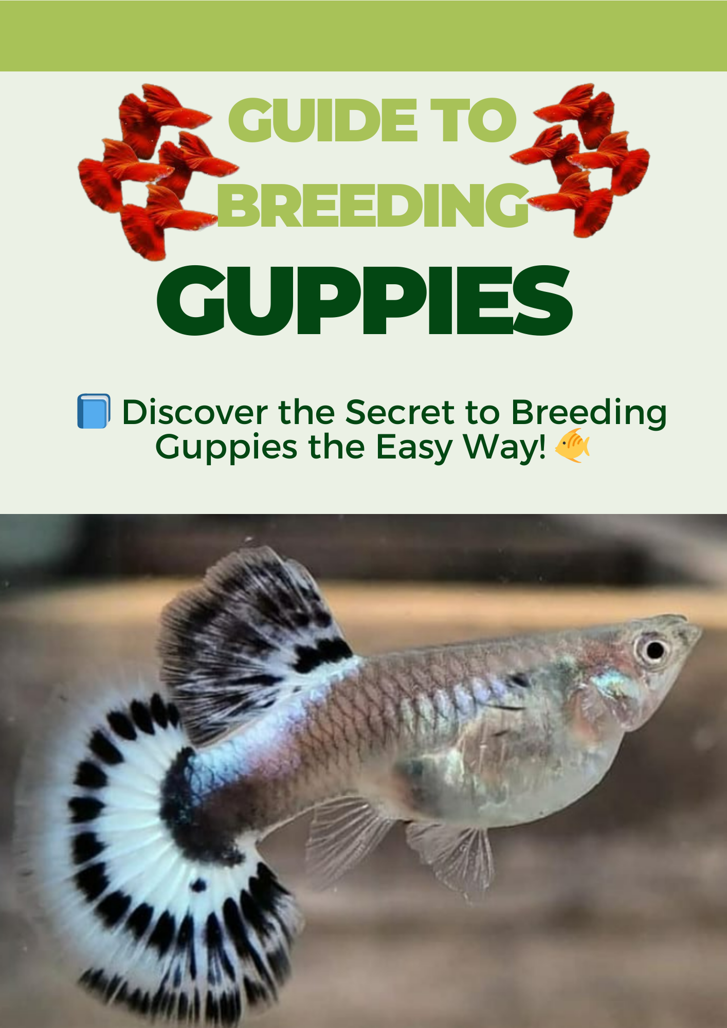 Guide to Breeding Guppies