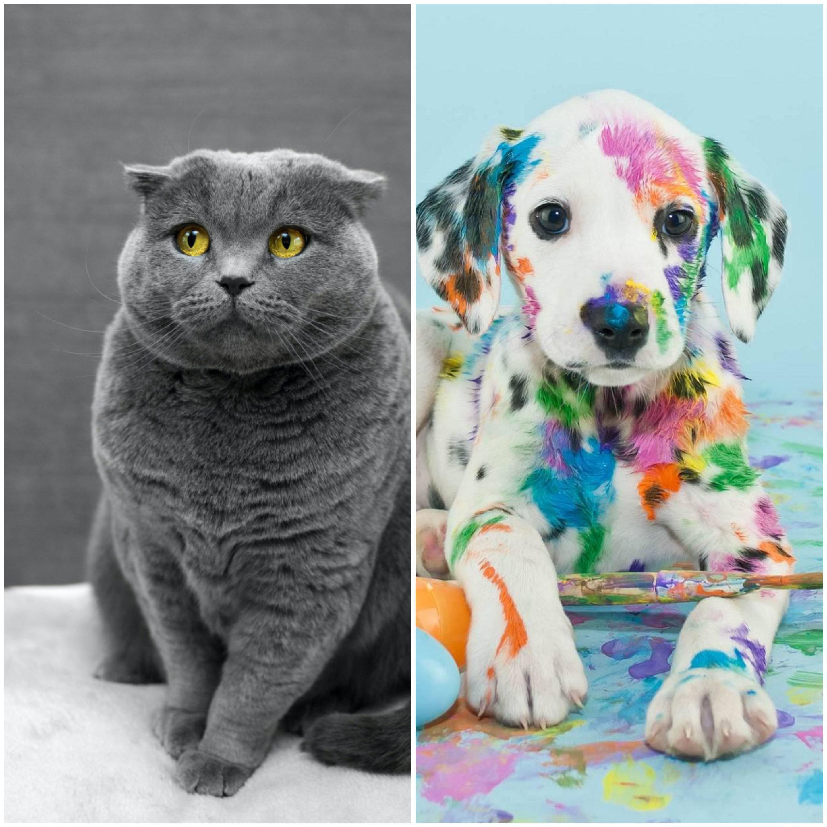 ????????????Las mas tiernas fotos de gatos y perros ????????