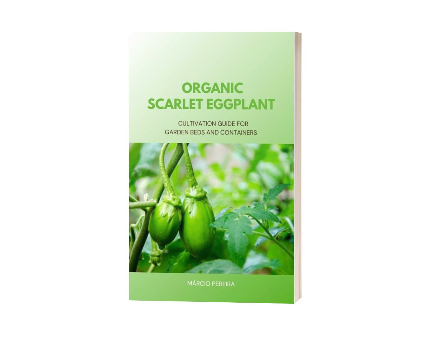 Organic Scarlet Eggplant