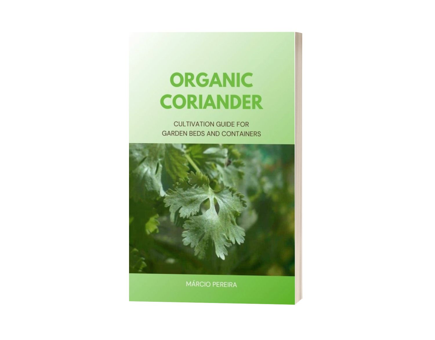 Organic Coriander