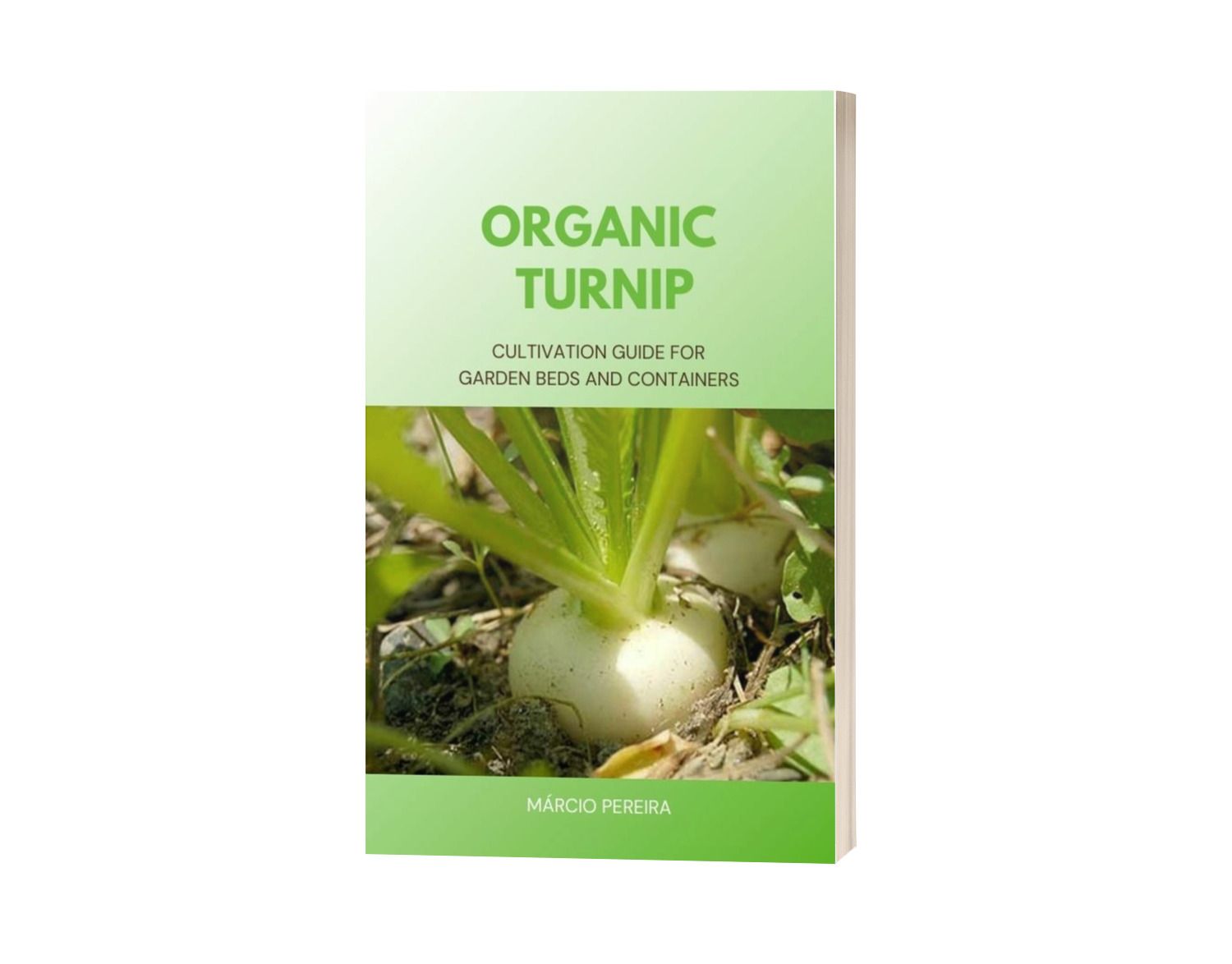 Organic Turnip