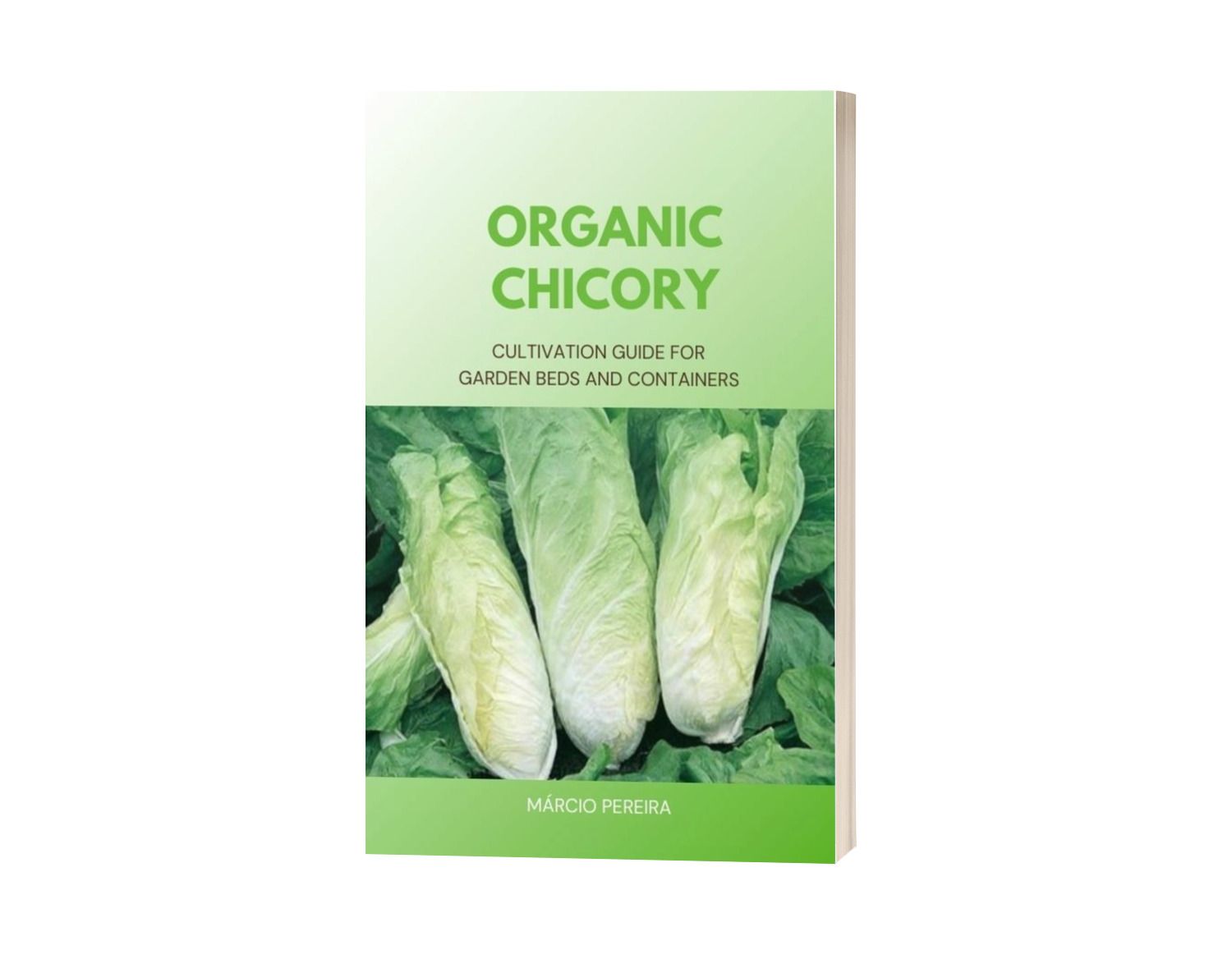 Organic Chicory