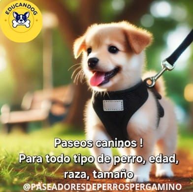 Guía Curso para Paseadores Caninos 2025
