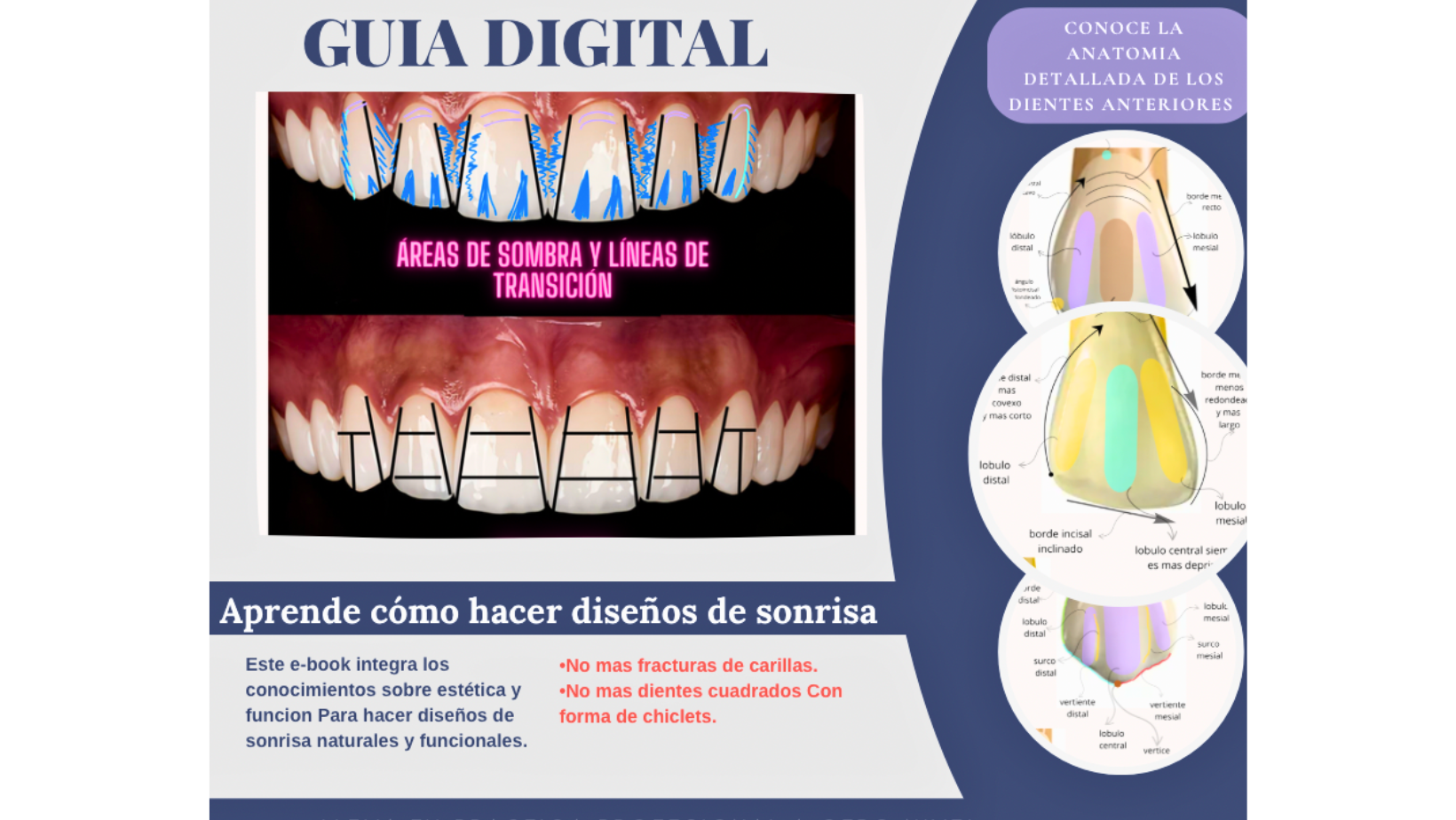 Anatomía de dientes anteriores- Tu guía completa