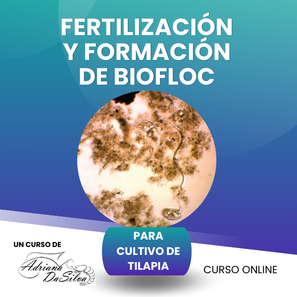 Formación de Biofloc para cultivo de Tilapia