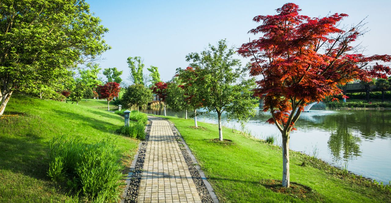 Curso de Usos, funciones y características de las plantas en el diseño del paisaje