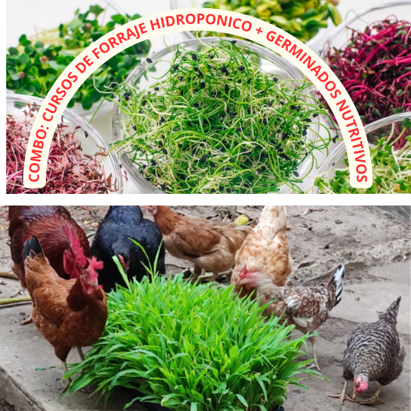 Curso de Forraje hidroponico + Germinados