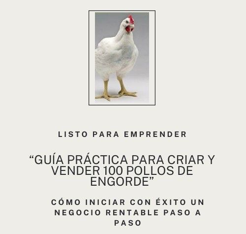 Guía para emprender criando pollos de engorde
