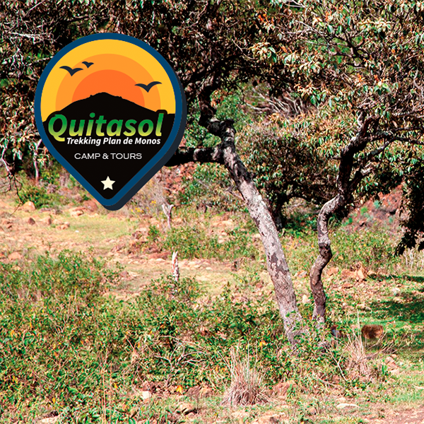 Trekking plan de monos