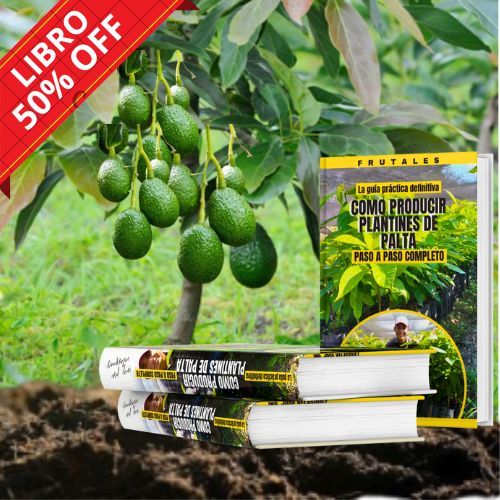 Plantines de Aguacate Perfectos: Descubre la Guía Definitiva